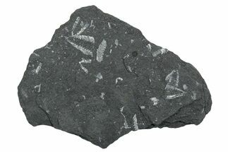 Fossil Graptolite (Didymograptus) Cluster - Wales #353827
