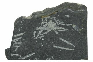 Fossil Graptolite (Didymograptus) Cluster - Wales #353830