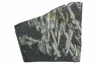 Fossil Graptolite (Didymograptus) Cluster - Wales #353834