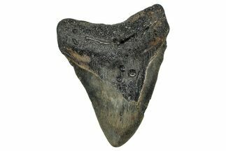 Fossil Megalodon Tooth - North Carolina #351143