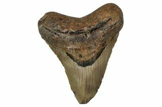 Fossil Megalodon Tooth - North Carolina #351156