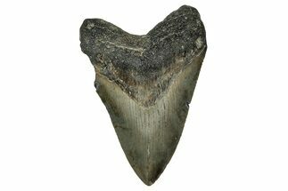 Serrated, Fossil Megalodon Tooth - North Carolina #351170