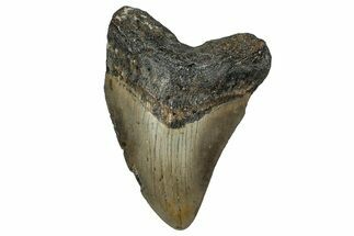 Fossil Megalodon Tooth - North Carolina #351176