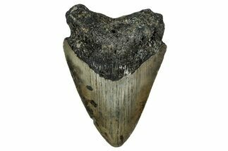 Bargain, Fossil Megalodon Tooth - North Carolina #351177