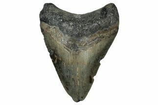 Bargain, Fossil Megalodon Tooth - North Carolina #351763
