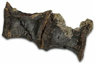 Articulated Fossil Theropod Dinosaur Dorsal Vertebrae - Wyoming #354022