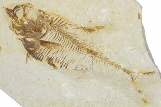 Bargain, Fossil Fish (Diplomystus) - Wyoming #354025