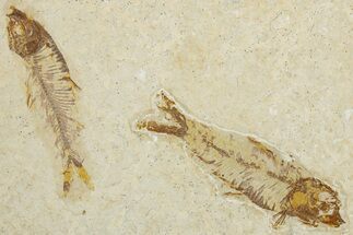Limestone with Two Fossil Fish (Knightia) - Wyoming #354036