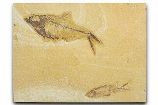 Slab With Two Fossil Fish (Diplomystus & Knightia) - Wyoming #354044