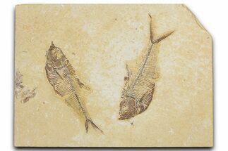 Plate of Two Fossil Fish (Diplomystus) - Wyoming #354047