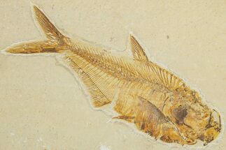 Detailed Fossil Fish (Diplomystus) - Wyoming #354055
