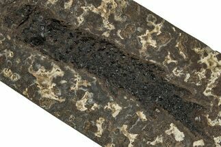 Devonian Lobed-Fin Fish (Osteolepis) Fossil - Scotland #354102