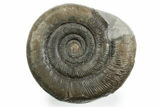 Jurassic Ammonite (Dactylioceras) Fossil - England #354086