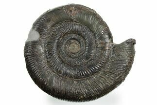 Jurassic Ammonite (Dactylioceras) Fossil - England #354087