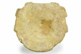 Fossil Ichthyosaur (Brachypterygius) Vertebra - England #354089