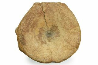Fossil Ichthyosaur (Brachypterygius) Vertebra - England #354091
