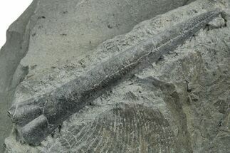 Fossil Belemnite (Youngibelus) Rostrum - Germany #354200