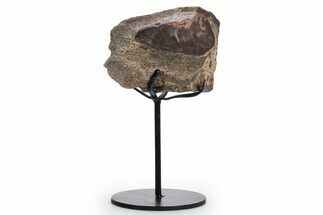 Fossil Theropod Limb Bone Section w/ Metal Stand - Colorado #354303