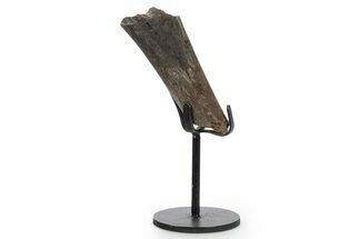 Fossil Hadrosaur Chevron Bone w/ Metal Stand - South Dakota #354306