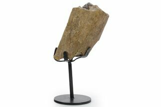 Fossil Hadrosaur Limb Section w/ Metal Stand - South Dakota #354311