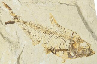 Bargain, Detailed Fossil Fish (Diplomystus) - Wyoming #354067