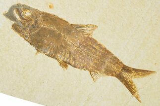 Detailed Fossil Fish (Knightia) - Wyoming #354071