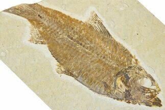 Bargain, Fossil Fish (Knightia) - Wyoming #354076