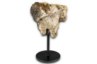 Fossil Triceratops Scapula Section w/ Metal Stand - South Dakota #354356