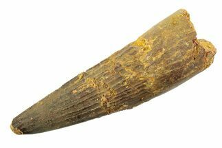 Fossil Spinosaurus Tooth - Real Dinosaur Tooth #353111