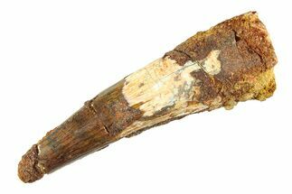Fossil Spinosaurus Tooth - Real Dinosaur Tooth #353119