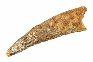 Bargain, Fossil Spinosaurus Tooth - Real Dinosaur Tooth #353135