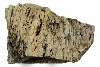 Fossil Tyrannosaur (T rex) Bone Section - Wyoming #352859