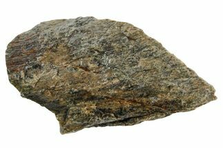 Fossil Tyrannosaur (T rex) Bone Section - Wyoming #352881