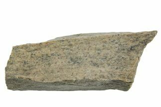 Fossil Tyrannosaur (T rex) Bone Section - Wyoming #352884