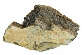 Fossil Tyrannosaur (T rex) Bone Section - Wyoming #352887