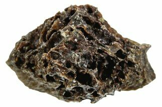 Fossil Tyrannosaur (T rex) Bone Section - Wyoming #352898