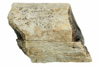 Fossil Tyrannosaur (T rex) Bone Section - Wyoming #352911