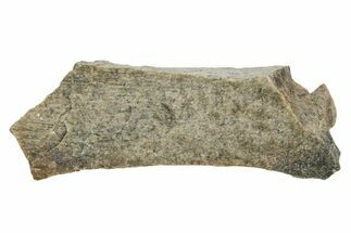 Fossil Tyrannosaur (T rex) Bone Section - Wyoming #352917