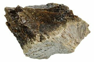 Fossil Tyrannosaur (T rex) Bone Section - Wyoming #352926