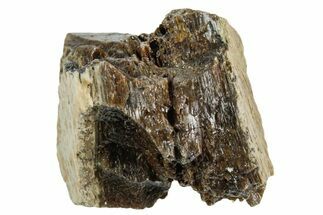 Fossil Tyrannosaur (T rex) Bone Section - Wyoming #352931