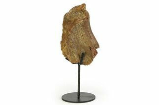 Fossil Hadrosaur Scapula Section w/ Metal Stand - South Dakota #354337
