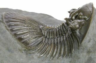 Scabriscutellum Trilobite - Multi-Toned Shell Color #354422