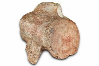 Fossil Plesiosaur (Thililua?) Cervical Vertebra - Asfla, Morocco #354415