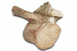 Reptile & Amphibian Fossils For Sale
