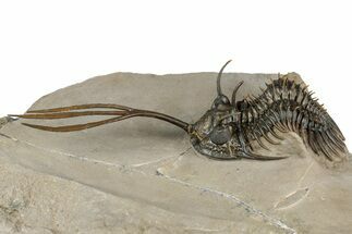 Spiny Trident Walliserops Trilobite - Foum Zguid, Morocco #354576