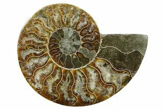 Cut & Polished Ammonite Fossil (Half) - Madagascar #354129
