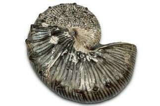 Cretaceous Ammonite (Hoploscaphites) Fossil - Montana #354617