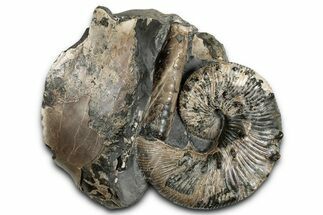 Cretaceous Ammonite and Cephalopod Fossil - Montana #354623