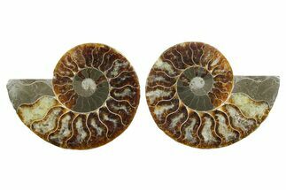 Cut & Polished Crystal-Filled Ammonite Fossil - Madagascar #354161