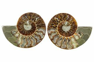 Cut & Polished Crystal-Filled Ammonite Fossil - Madagascar #354164